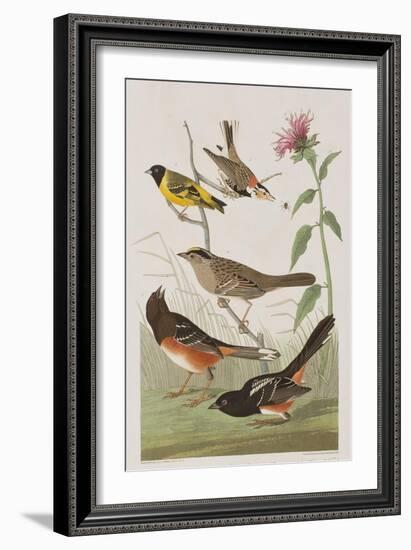 Illustration from 'Birds of America', 1827-38-John James Audubon-Framed Giclee Print