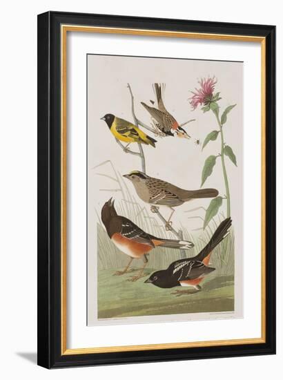 Illustration from 'Birds of America', 1827-38-John James Audubon-Framed Giclee Print