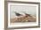 Illustration from 'Birds of America', 1827-38-John James Audubon-Framed Giclee Print