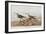 Illustration from 'Birds of America', 1827-38-John James Audubon-Framed Giclee Print