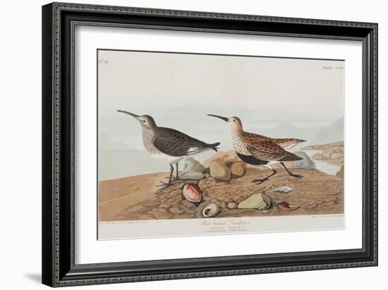 Illustration from 'Birds of America', 1827-38-John James Audubon-Framed Giclee Print