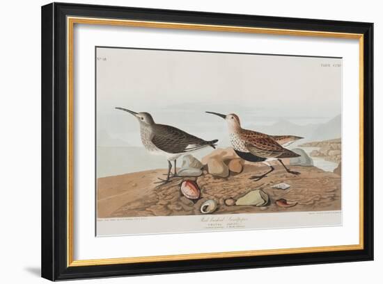 Illustration from 'Birds of America', 1827-38-John James Audubon-Framed Giclee Print