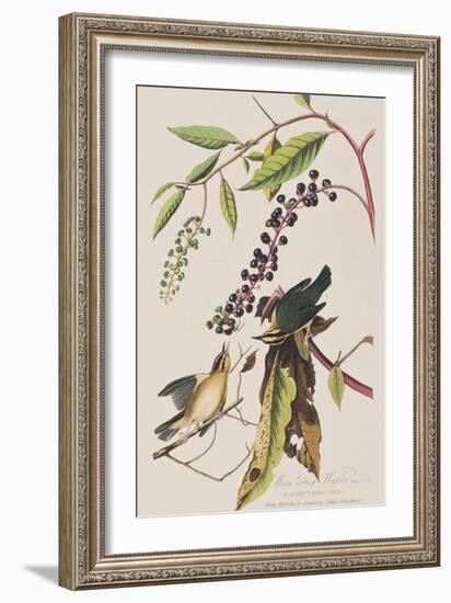 Illustration from 'Birds of America', 1827-38-John James Audubon-Framed Giclee Print