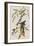 Illustration from 'Birds of America', 1827-38-John James Audubon-Framed Giclee Print