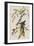 Illustration from 'Birds of America', 1827-38-John James Audubon-Framed Giclee Print