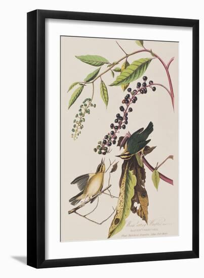 Illustration from 'Birds of America', 1827-38-John James Audubon-Framed Giclee Print