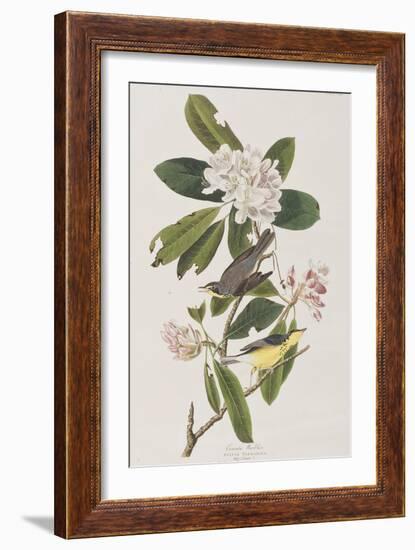 Illustration from 'Birds of America', 1827-38-John James Audubon-Framed Giclee Print