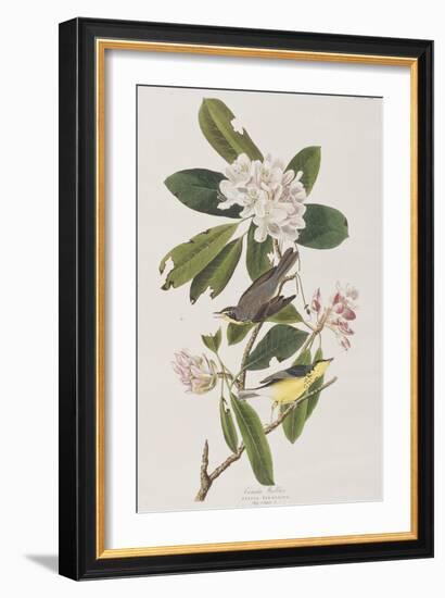 Illustration from 'Birds of America', 1827-38-John James Audubon-Framed Giclee Print