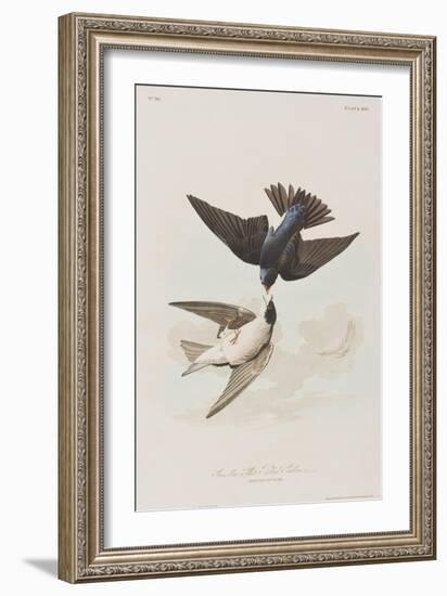 Illustration from 'Birds of America', 1827-38-John James Audubon-Framed Giclee Print