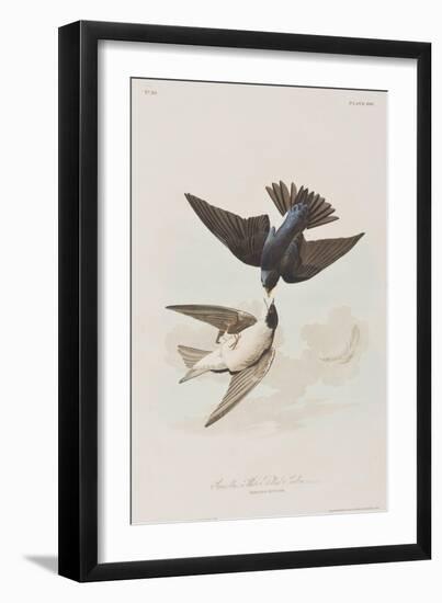 Illustration from 'Birds of America', 1827-38-John James Audubon-Framed Giclee Print