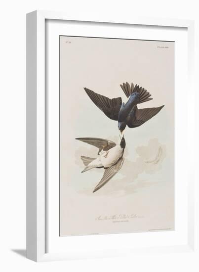 Illustration from 'Birds of America', 1827-38-John James Audubon-Framed Giclee Print