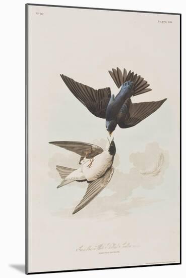 Illustration from 'Birds of America', 1827-38-John James Audubon-Mounted Giclee Print