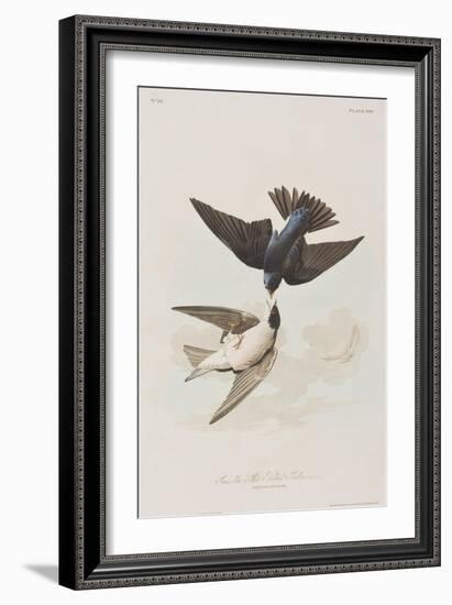 Illustration from 'Birds of America', 1827-38-John James Audubon-Framed Giclee Print