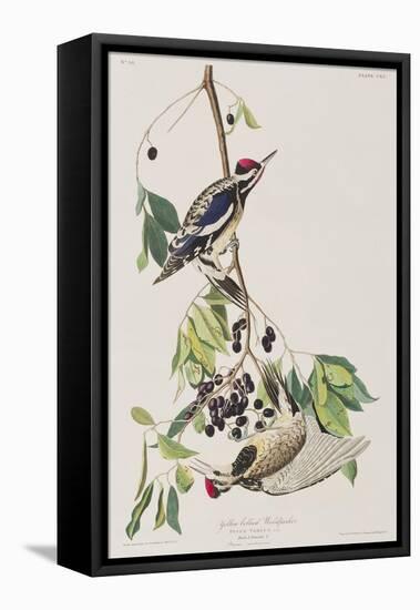 Illustration from 'Birds of America', 1827-38-John James Audubon-Framed Premier Image Canvas