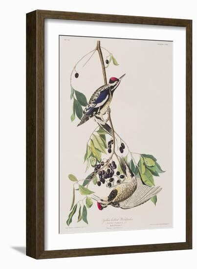 Illustration from 'Birds of America', 1827-38-John James Audubon-Framed Giclee Print