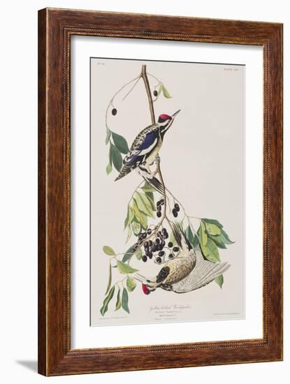 Illustration from 'Birds of America', 1827-38-John James Audubon-Framed Giclee Print