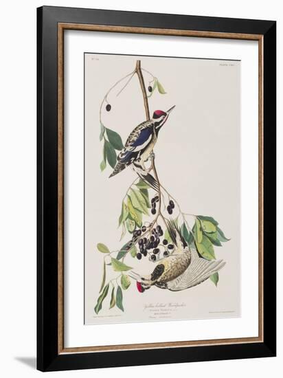 Illustration from 'Birds of America', 1827-38-John James Audubon-Framed Giclee Print