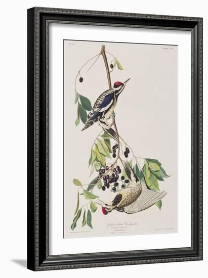 Illustration from 'Birds of America', 1827-38-John James Audubon-Framed Giclee Print