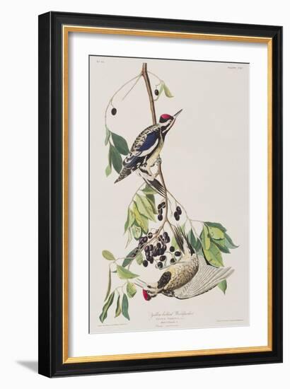 Illustration from 'Birds of America', 1827-38-John James Audubon-Framed Giclee Print