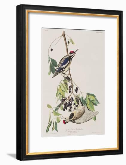 Illustration from 'Birds of America', 1827-38-John James Audubon-Framed Premium Giclee Print