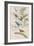 Illustration from 'Birds of America', 1827-38-John James Audubon-Framed Giclee Print