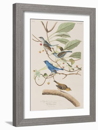 Illustration from 'Birds of America', 1827-38-John James Audubon-Framed Giclee Print