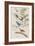 Illustration from 'Birds of America', 1827-38-John James Audubon-Framed Giclee Print