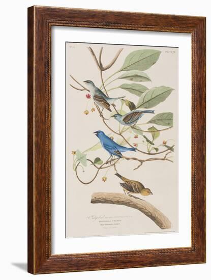 Illustration from 'Birds of America', 1827-38-John James Audubon-Framed Giclee Print