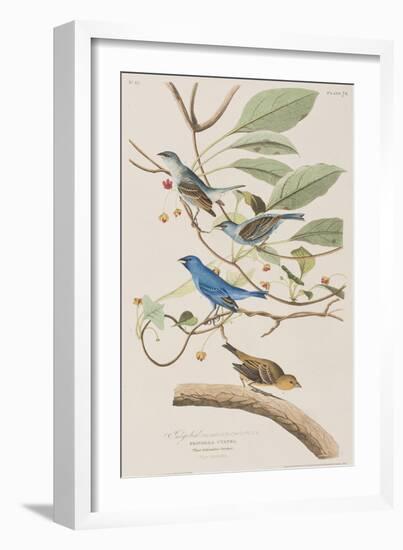 Illustration from 'Birds of America', 1827-38-John James Audubon-Framed Giclee Print