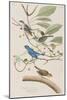 Illustration from 'Birds of America', 1827-38-John James Audubon-Mounted Giclee Print