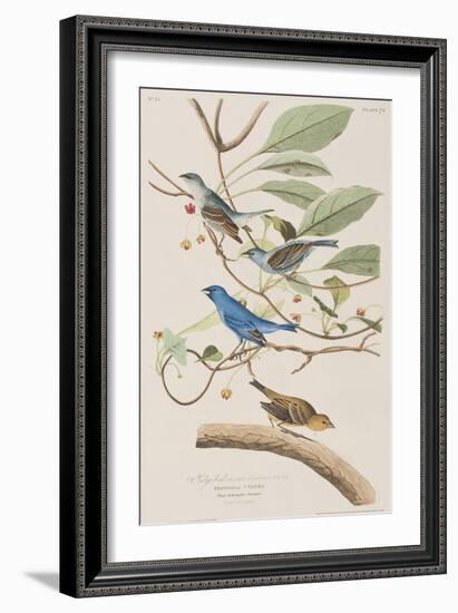 Illustration from 'Birds of America', 1827-38-John James Audubon-Framed Giclee Print