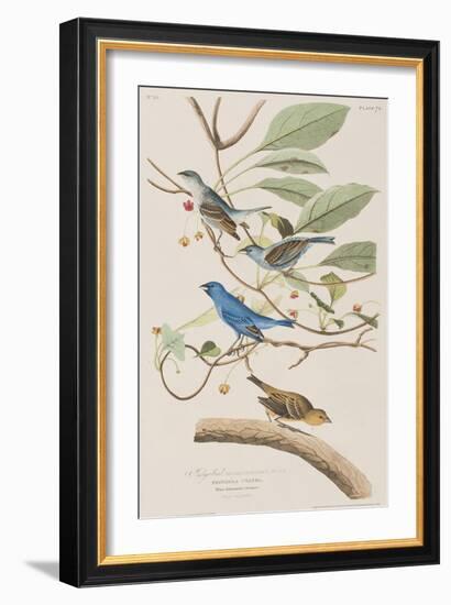 Illustration from 'Birds of America', 1827-38-John James Audubon-Framed Giclee Print