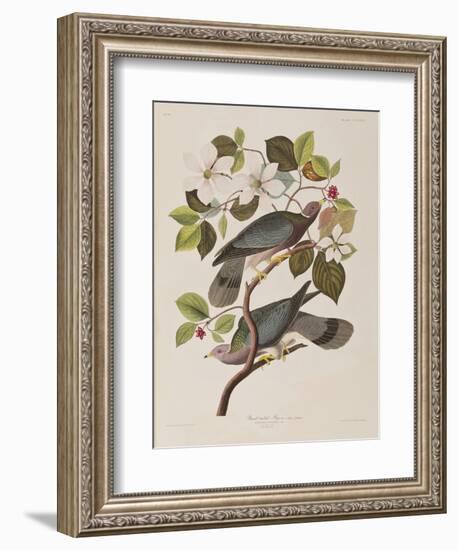 Illustration from 'Birds of America', 1827-38-John James Audubon-Framed Giclee Print