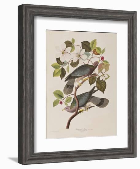 Illustration from 'Birds of America', 1827-38-John James Audubon-Framed Giclee Print