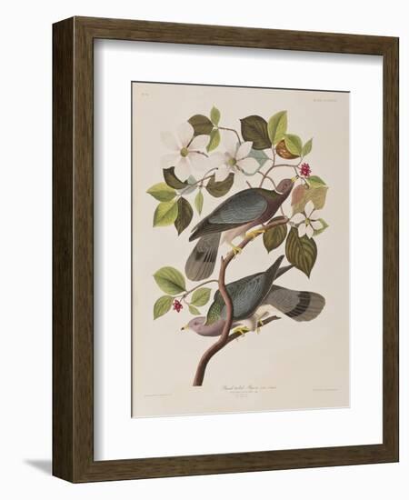 Illustration from 'Birds of America', 1827-38-John James Audubon-Framed Giclee Print