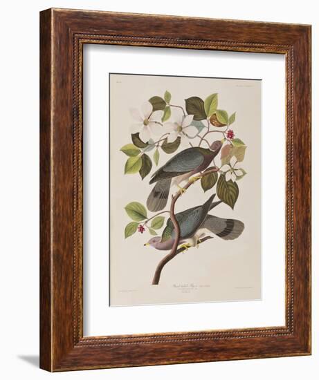 Illustration from 'Birds of America', 1827-38-John James Audubon-Framed Giclee Print