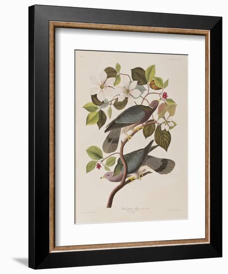 Illustration from 'Birds of America', 1827-38-John James Audubon-Framed Giclee Print