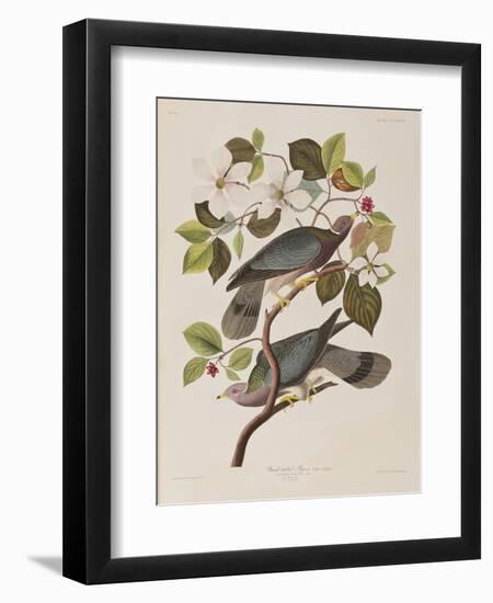 Illustration from 'Birds of America', 1827-38-John James Audubon-Framed Giclee Print