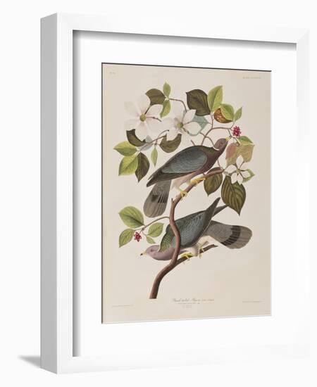 Illustration from 'Birds of America', 1827-38-John James Audubon-Framed Giclee Print