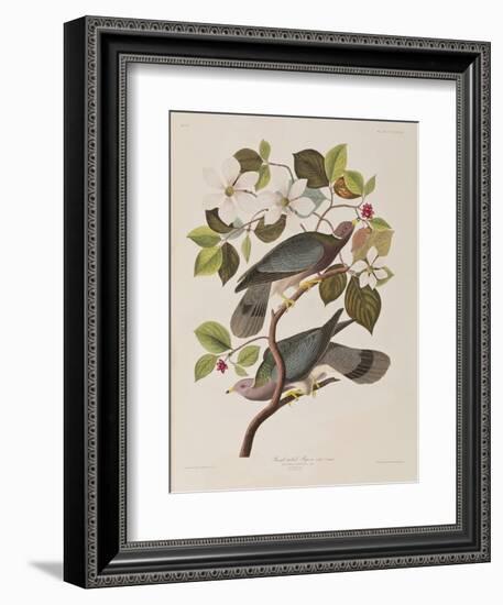 Illustration from 'Birds of America', 1827-38-John James Audubon-Framed Giclee Print