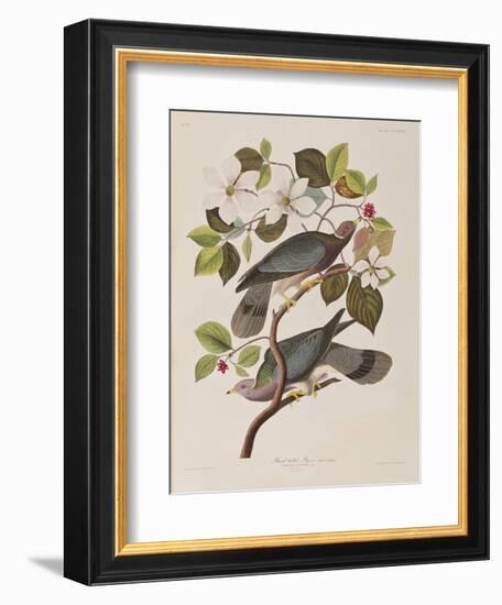 Illustration from 'Birds of America', 1827-38-John James Audubon-Framed Giclee Print