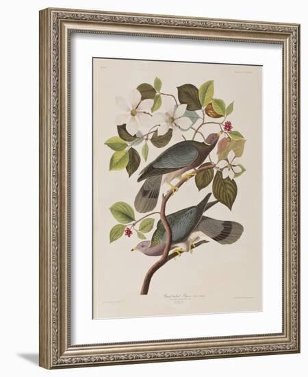 Illustration from 'Birds of America', 1827-38-John James Audubon-Framed Giclee Print