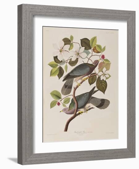 Illustration from 'Birds of America', 1827-38-John James Audubon-Framed Giclee Print