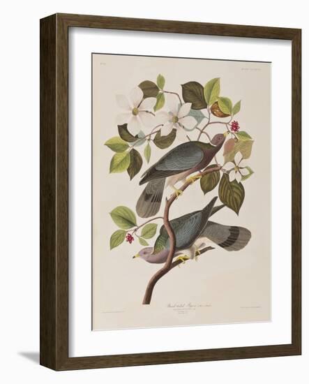 Illustration from 'Birds of America', 1827-38-John James Audubon-Framed Giclee Print