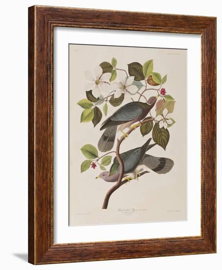 Illustration from 'Birds of America', 1827-38-John James Audubon-Framed Giclee Print