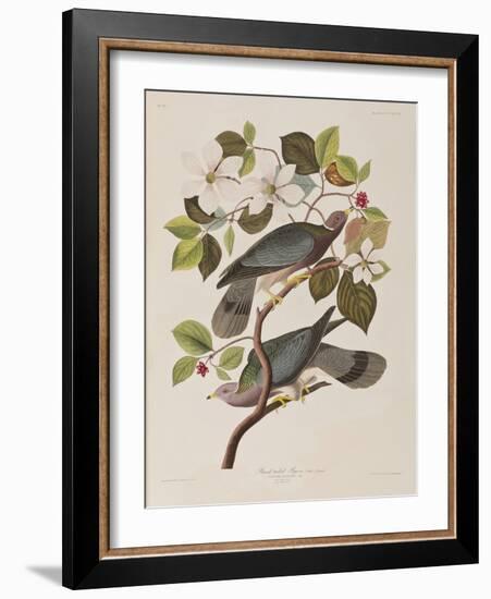 Illustration from 'Birds of America', 1827-38-John James Audubon-Framed Giclee Print