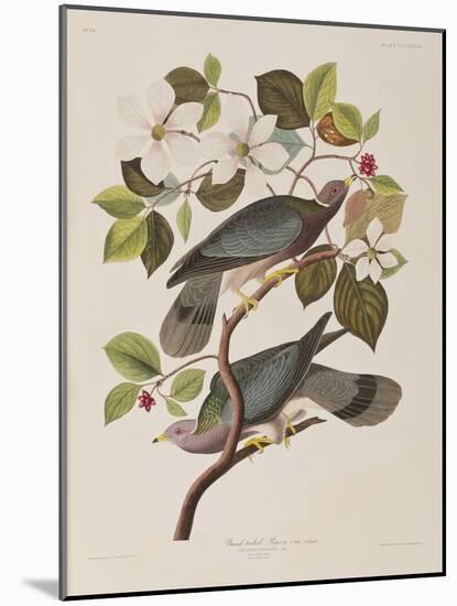 Illustration from 'Birds of America', 1827-38-John James Audubon-Mounted Giclee Print