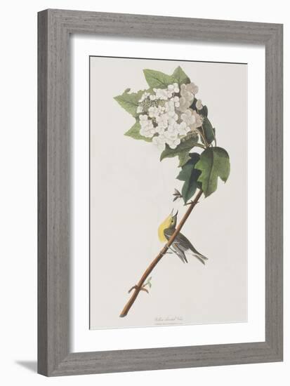 Illustration from 'Birds of America', 1827-38-John James Audubon-Framed Giclee Print