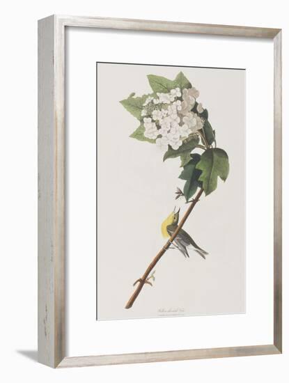 Illustration from 'Birds of America', 1827-38-John James Audubon-Framed Giclee Print