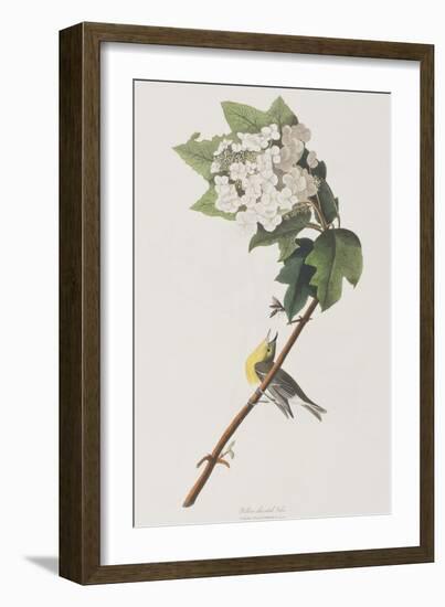 Illustration from 'Birds of America', 1827-38-John James Audubon-Framed Giclee Print